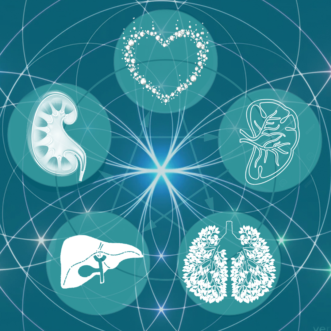 Chi Neng Healing werkt met de subtiele orgaan-Qi